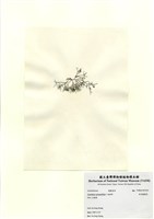 藏品(傘房龍鬚菜)的圖片